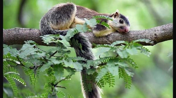 List of ‘Benefits from the Cauvery South Wildlife Sanctuary’ List of ‘Benefits from the Cauvery South Wildlife Sanctuary’