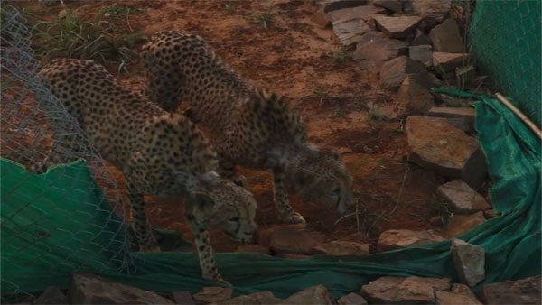 Great news! PM Modi on release of 2 Cheetahs to larger enclosure Great news! PM Modi on release of 2 Cheetahs to larger enclosure