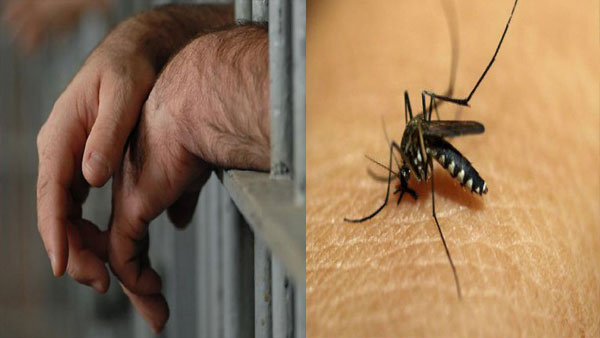 Prisoner gets bottle full of mosquitos to court, demands net Prisoner gets bottle full of mosquitos to court, demands net