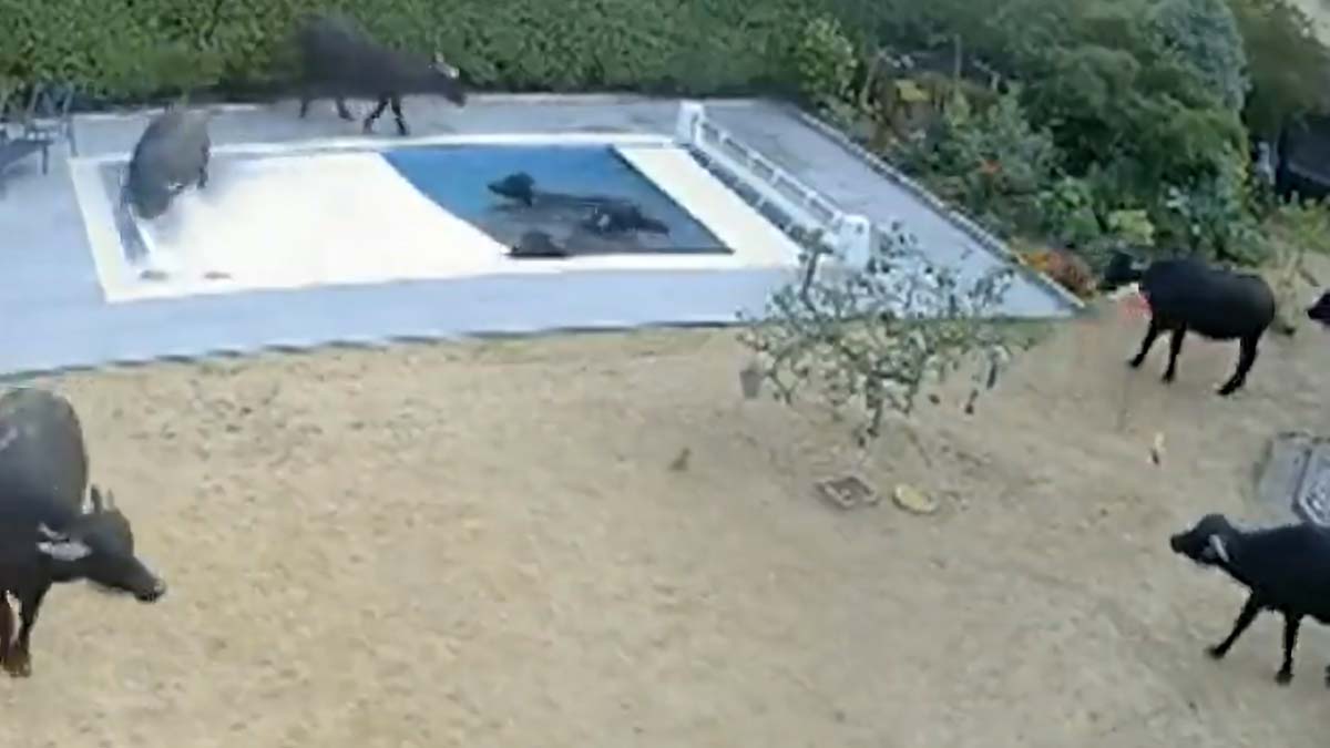 Buffaloes Take A Dip In Swimming Pool, Cost UK Couple Rs 25 Lakh Buffaloes Take A Dip In Swimming Pool, Cost UK Couple Rs 25 Lakh
