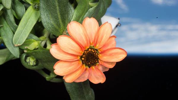 NASA Shares Stunning Pic Of The Flower Grown In Space