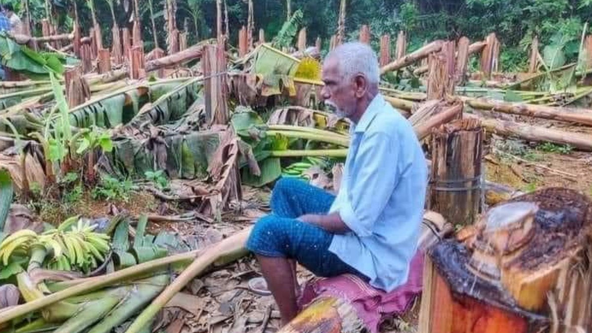Kerala KSEB Chops Off 400 Banana Trees Before Harvest, Farmer Loses Rs