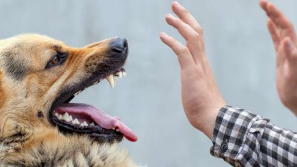 14-Year-Old Boy Dies Of Rabies After Hiding Dog Bite From Parents - Oneindia News