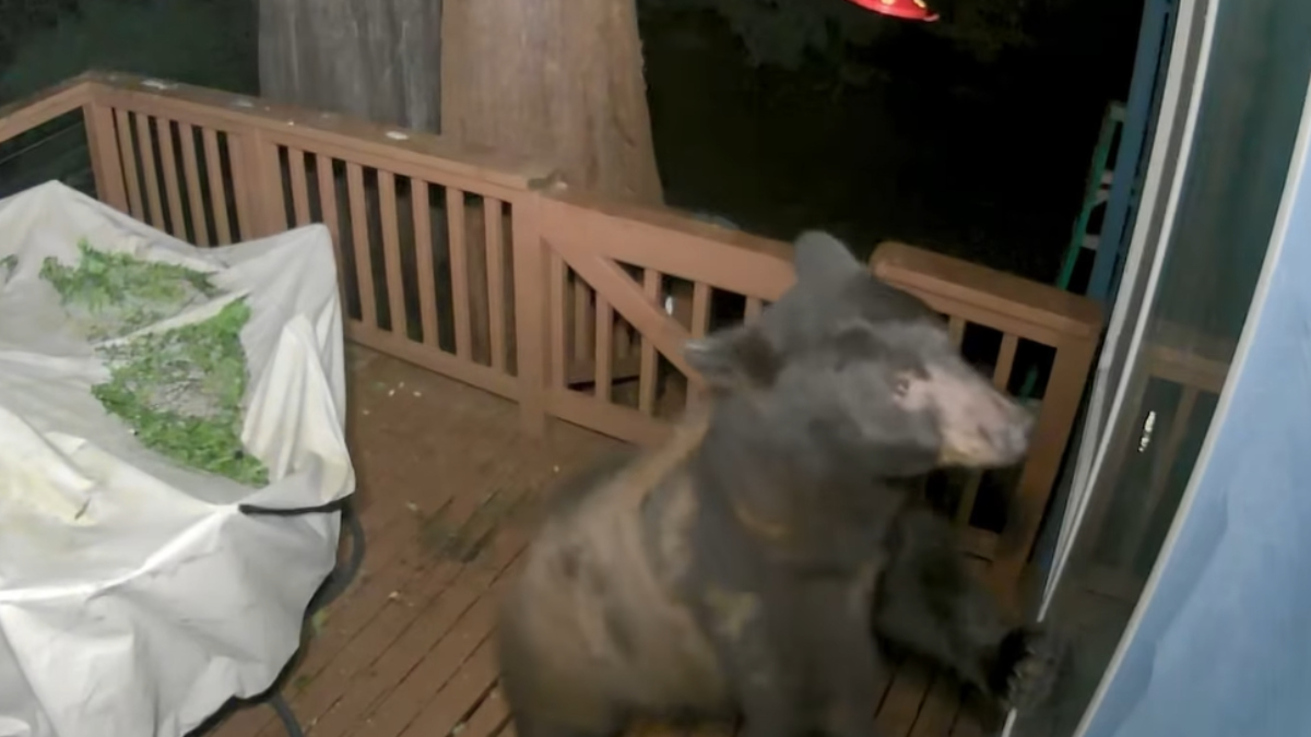 This Bear Made A Huge Mistake Breaking Into This Sevierville Home (Twra) - 9fq1bfq