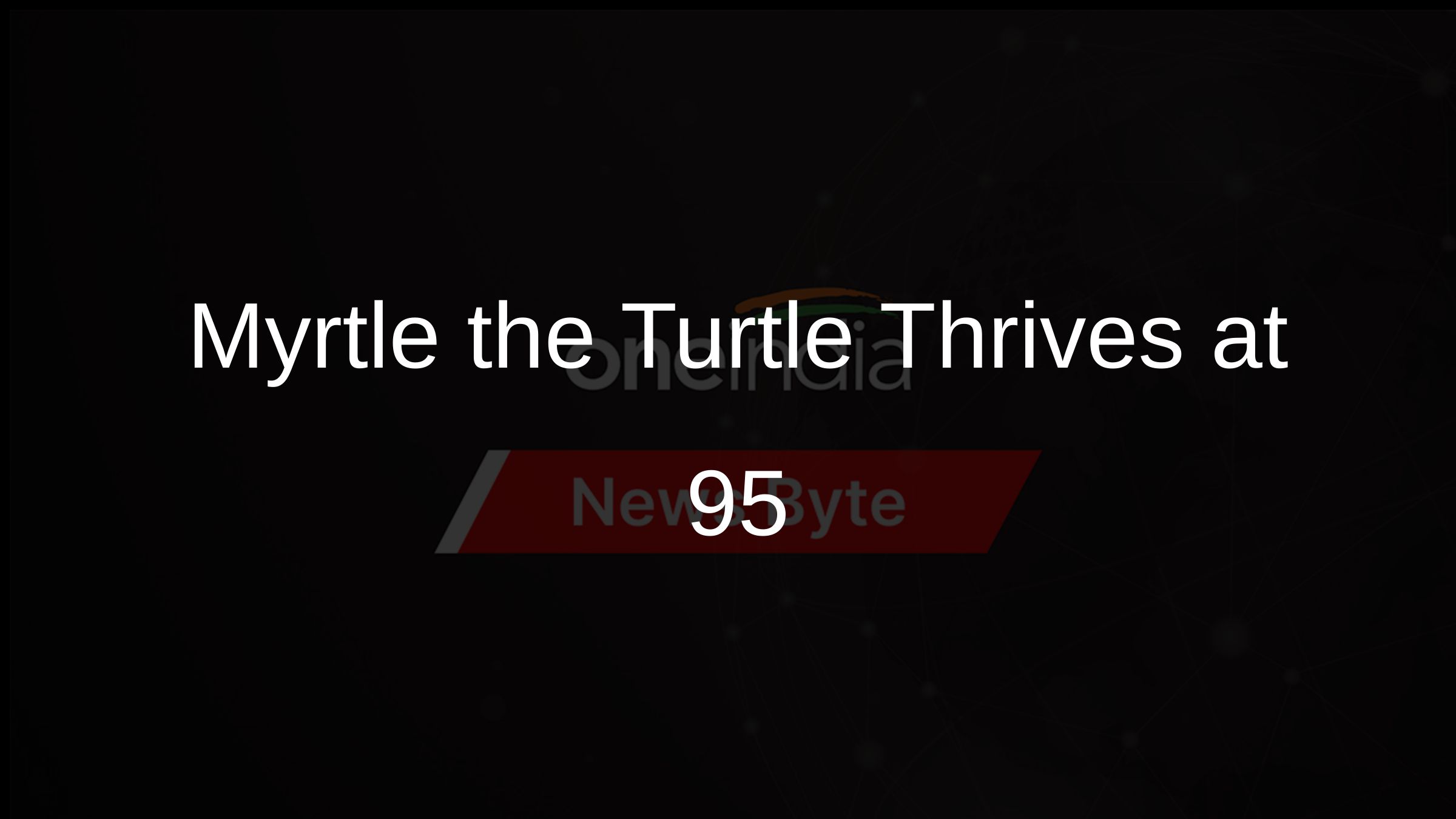 Boston Aquarium's Beloved Sea Turtle Myrtle Passes Physical at 95