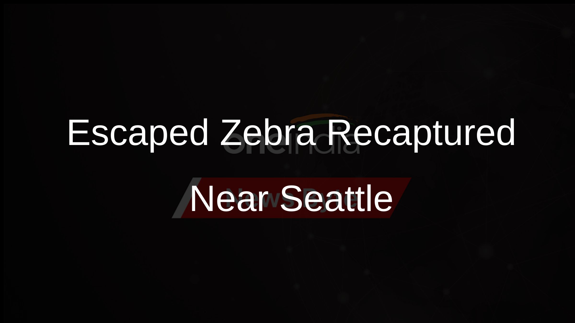 Escaped Zebra Recaptured Near Seattle After Days on the Loose