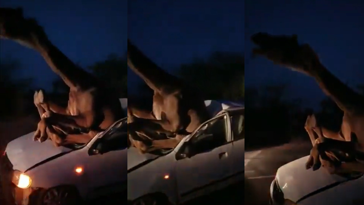 Rajasthan: Camel Gets Stuck Inside Car After Crash, Shocking Video Viral