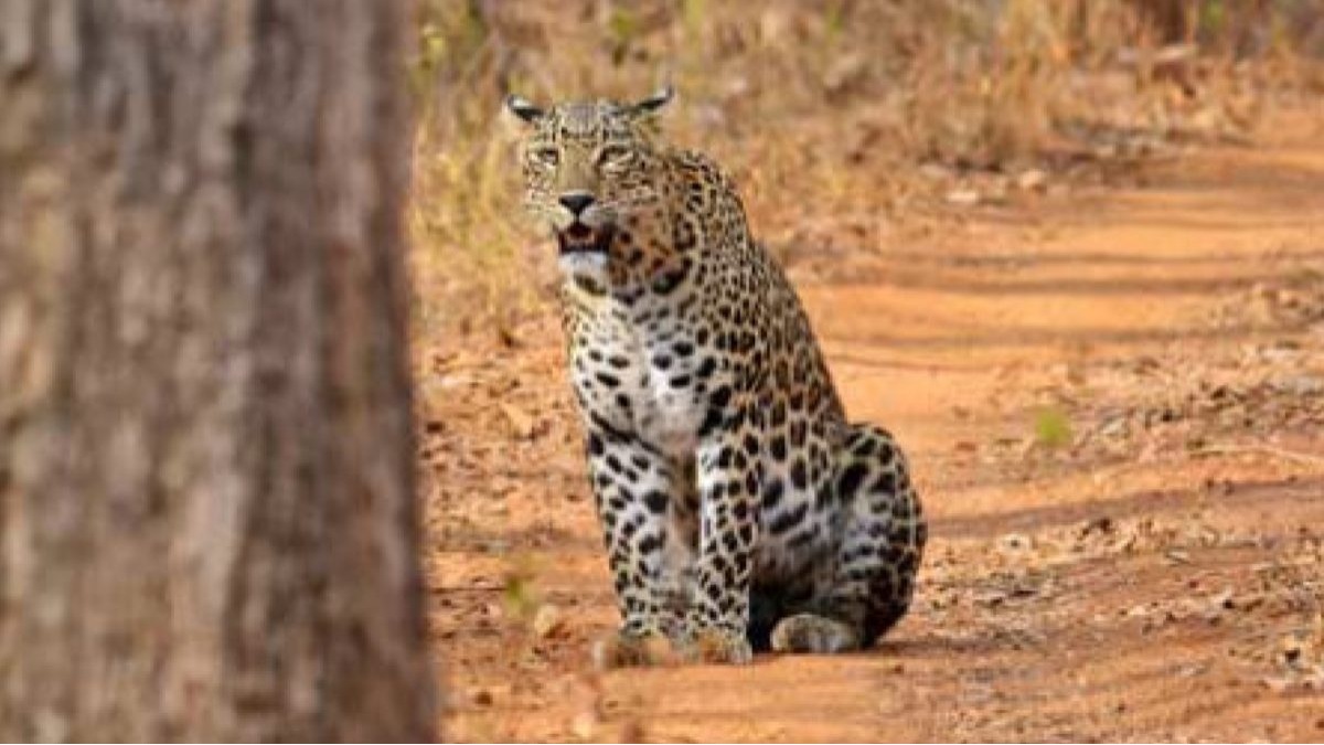 Leopard Safari In Bannerghatta National Park Check Timings, Zoo Safari