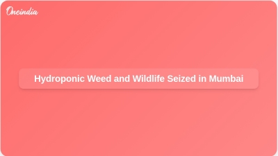 Hydroponic Weed and Wildlife Seized in Mumbai