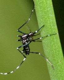 Aedes Mosquito