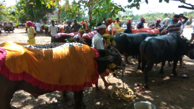 Protest In Favor Of Kambala In Mangaluru Protest In Favor Of Kambala In Mangaluru
