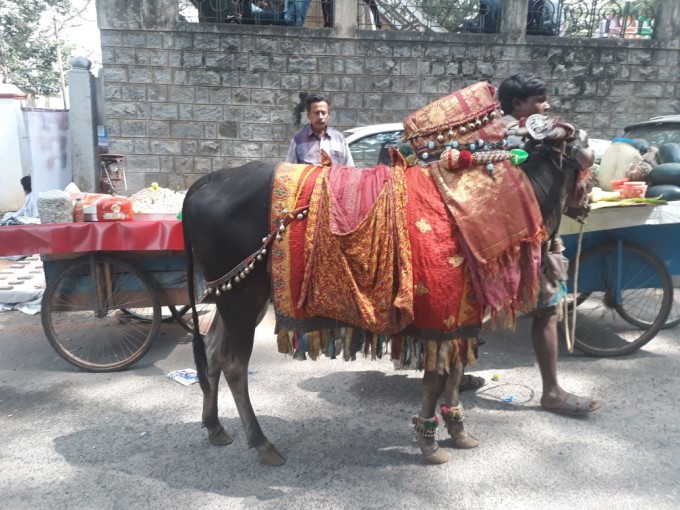 Kadlekai Parishe 2017, Basavanagudi In Bengaluru Kadlekai Parishe 2017, Basavanagudi In Bengaluru