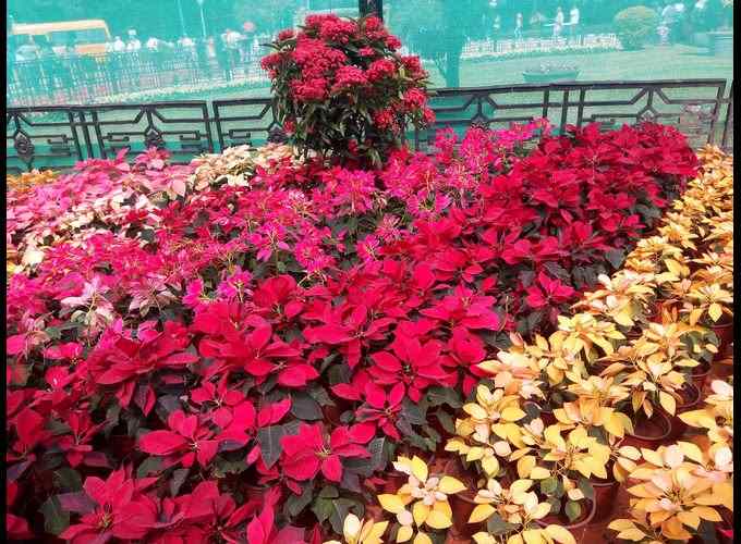 Lalbagh Flower Show-2018 Lalbagh Flower Show-2018