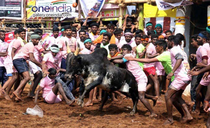Jallikattu Held At Palamedu In Madurai Jallikattu Held At Palamedu In Madurai