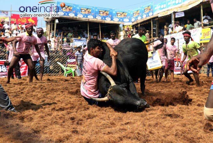 Jallikattu Held At Palamedu In Madurai Jallikattu Held At Palamedu In Madurai