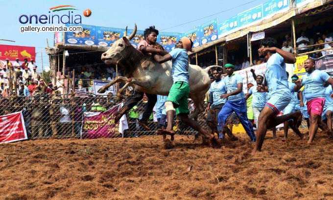 Jallikattu Held At Palamedu In Madurai Jallikattu Held At Palamedu In Madurai