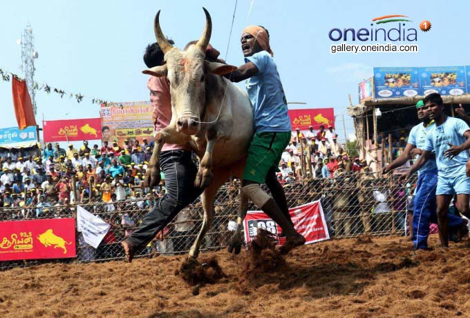 Jallikattu Held At Palamedu In Madurai Jallikattu Held At Palamedu In Madurai