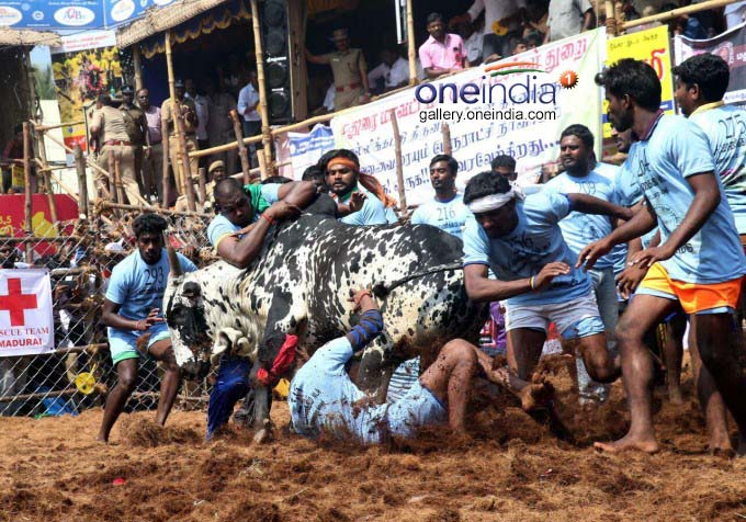 Jallikattu Held At Palamedu In Madurai Jallikattu Held At Palamedu In Madurai