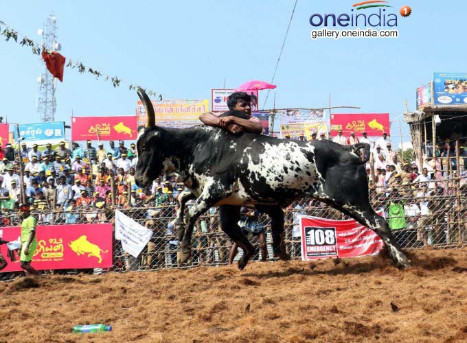 Jallikattu Held At Palamedu In Madurai Jallikattu Held At Palamedu In Madurai