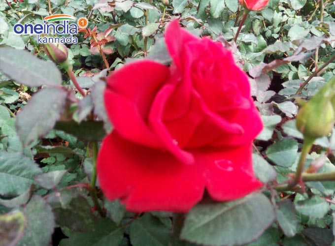 Lalbagh Republic Day Flower Show 2019 Lalbagh Republic Day Flower Show 2019