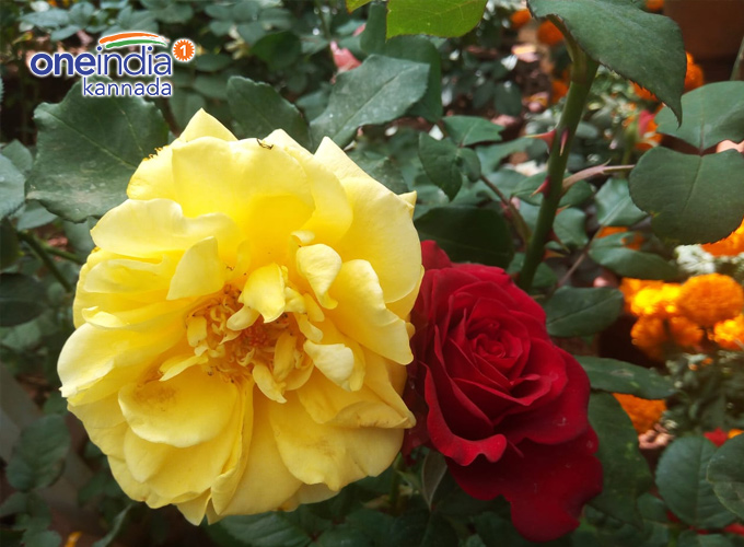 Lalbagh Republic Day Flower Show 2019 Lalbagh Republic Day Flower Show 2019