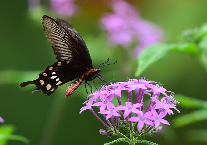 Beautiful Scenes Of Bengaluru Bannerghatta Biological Park Beautiful Scenes Of Bengaluru Bannerghatta Biological Park