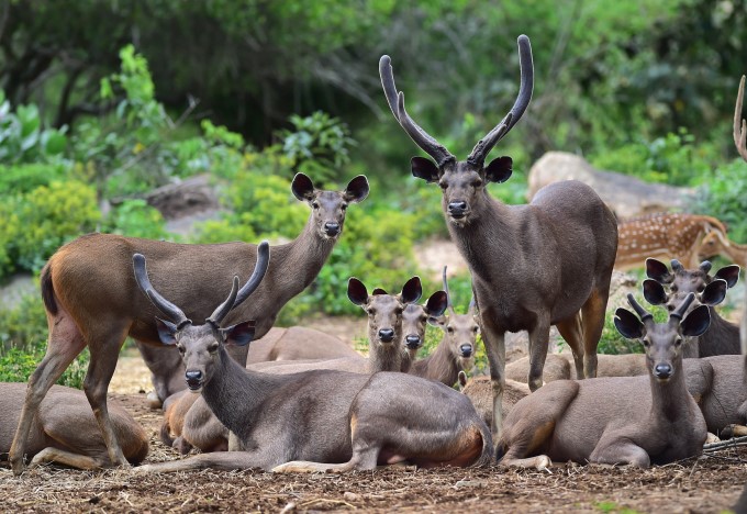Beautiful Scenes Of Bengaluru Bannerghatta Biological Park Beautiful Scenes Of Bengaluru Bannerghatta Biological Park