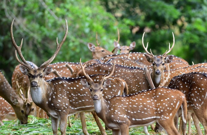 Beautiful Scenes Of Bengaluru Bannerghatta Biological Park Beautiful Scenes Of Bengaluru Bannerghatta Biological Park