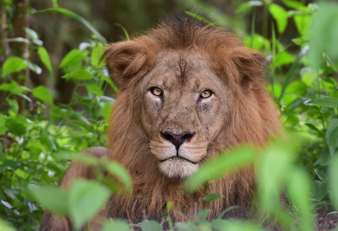 Beautiful Scenes Of Bengaluru Bannerghatta Biological Park Beautiful Scenes Of Bengaluru Bannerghatta Biological Park