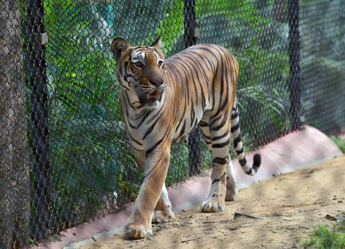 Beautiful Scenes Of Bengaluru Bannerghatta Biological Park Beautiful Scenes Of Bengaluru Bannerghatta Biological Park