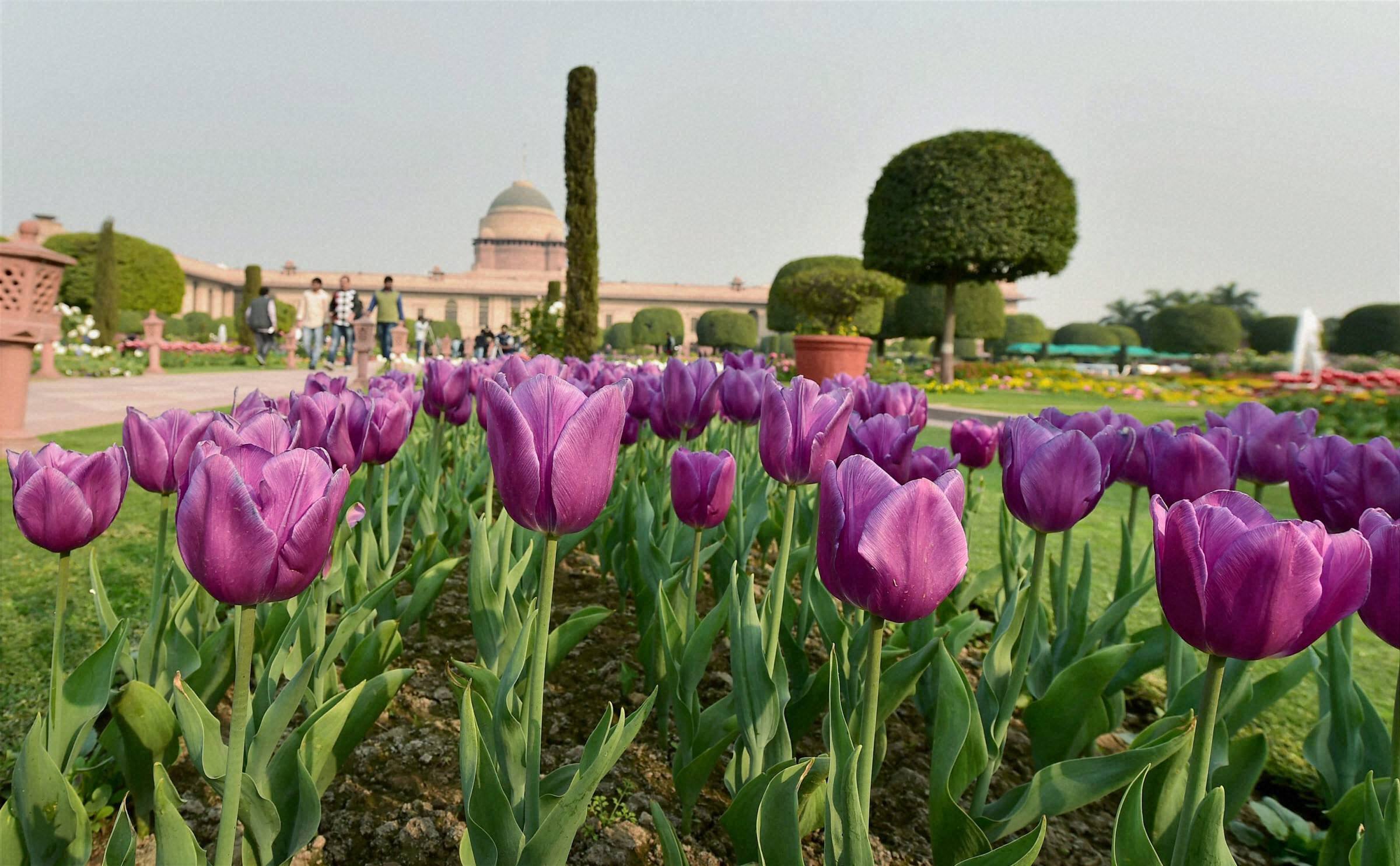 देखें विश्व प्रसिद्ध 'मुगल गार्डन' की खूबसूरत तस्वीरें देखें विश्व प्रसिद्ध 'मुगल गार्डन' की खूबसूरत तस्वीरें