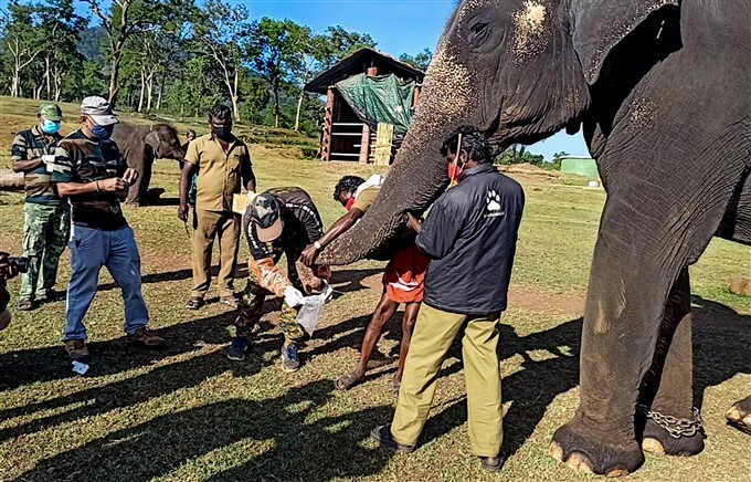 Veterinary Doctors Collect Sample For Covid-19 Testing From Animals In