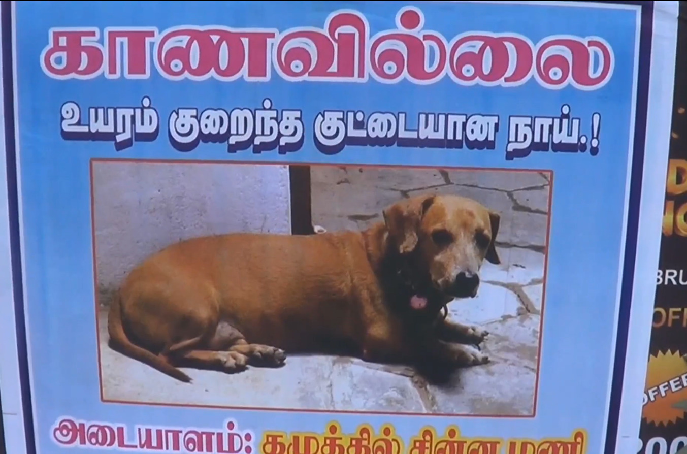 PHOTOS நாயை கண்டுபிடித்தால் ரூபாய் 5000 பரிசு... ஒரே ஒரு போஸ்டரால்
