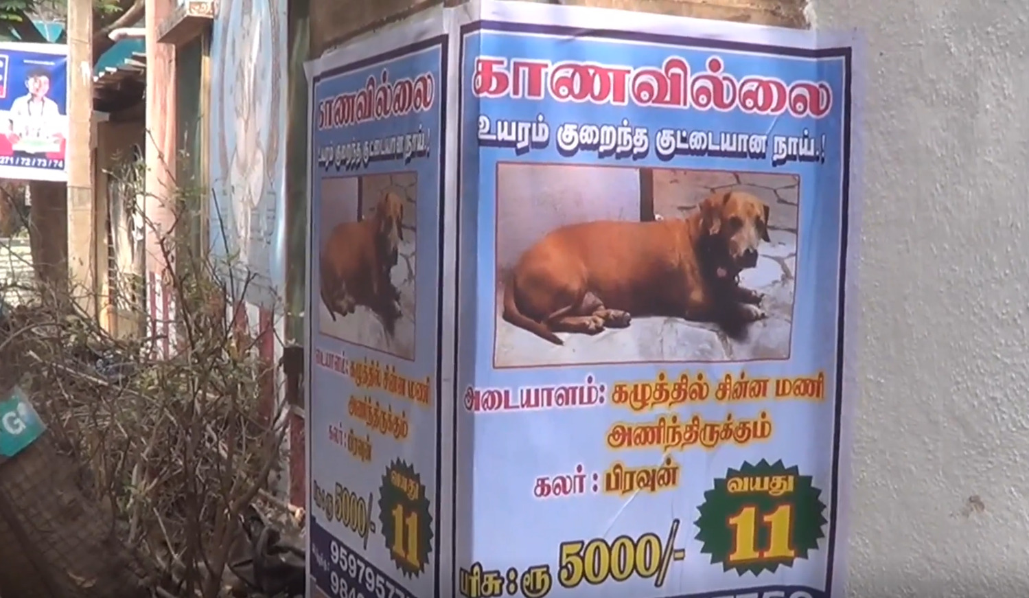 PHOTOS நாயை கண்டுபிடித்தால் ரூபாய் 5000 பரிசு... ஒரே ஒரு போஸ்டரால்