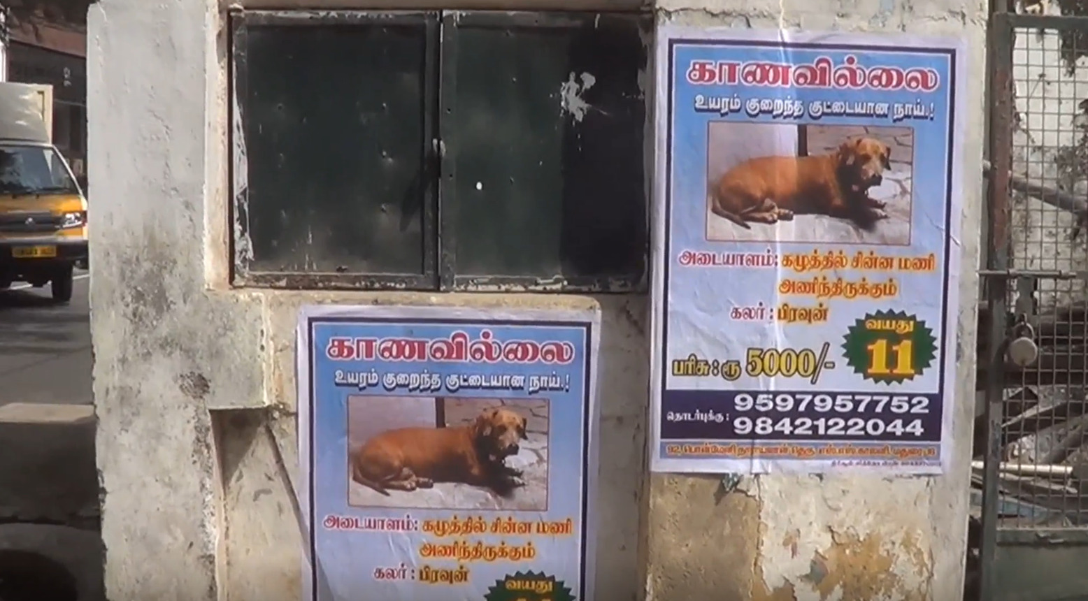 PHOTOS நாயை கண்டுபிடித்தால் ரூபாய் 5000 பரிசு... ஒரே ஒரு போஸ்டரால்