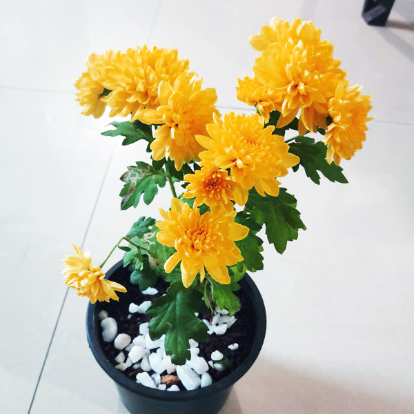 Check Out The Flowers That Lord Ganesha Loves Photos HD Images