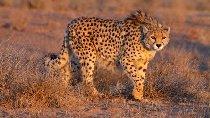 Types Of Cheetah Across The World Photos: HD Images, Pictures, News