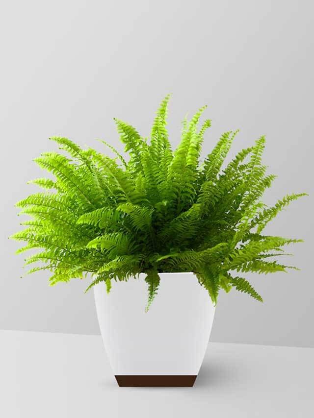 Here are the 10 best indoor plants for home Indoor Plants വീടിനകം മോടി കൂട്ടാന്‍ ഏതെങ്കിലും