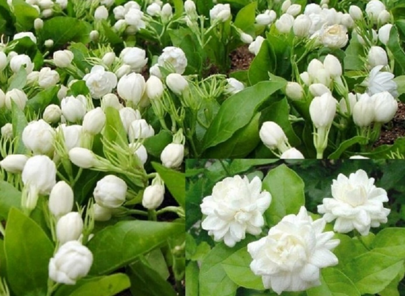 PHOTOS உங்களுக்கு தெரியுமா? முதல் இரவில் ஏன் மல்லிகை பூ