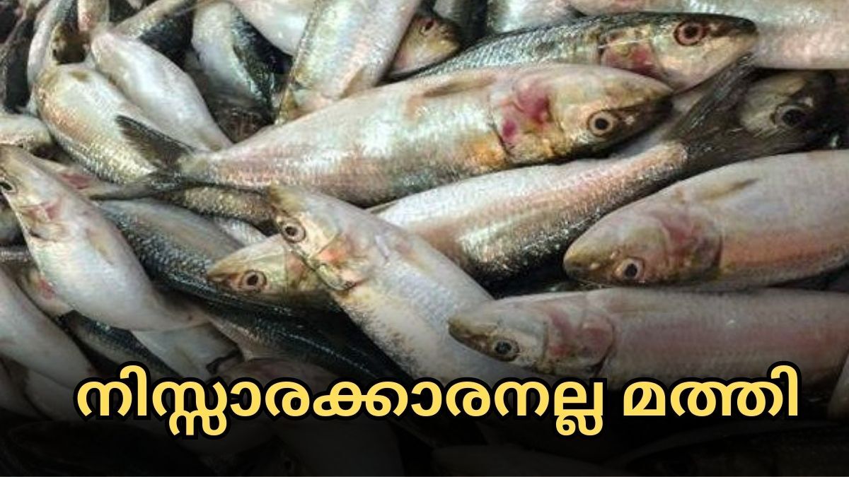 Health Benefits Of Sardines fish നിസ്സാരക്കാരനാണെന്ന് കരുതി ഒഴിവാക്കരുതേ മത്തിയുടെ ഈ