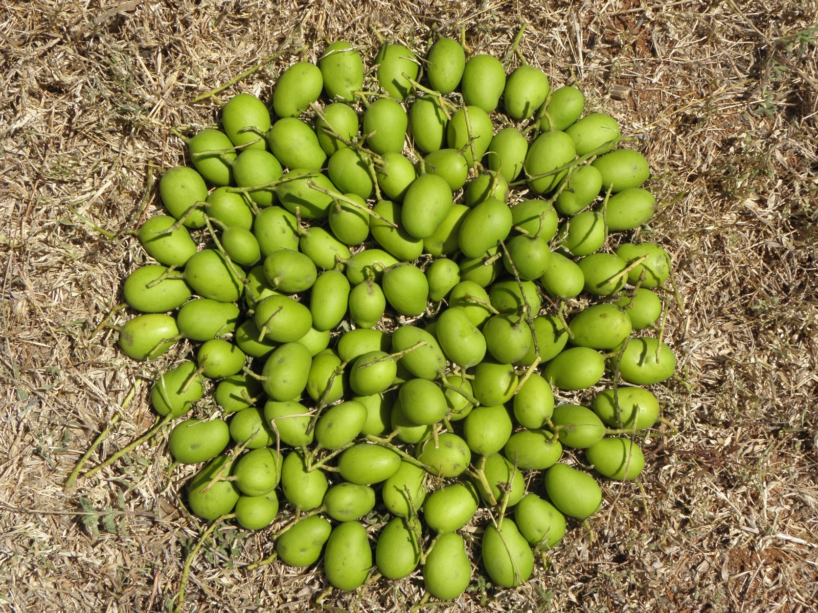 ಬೆಂಗಳೂರಲ್ಲಿ ನಾಳೆಯಿಂದ 2ದಿನ ಉಪ್ಪಿನಕಾಯಿಗೆ ಹೆಸರಾದ 'ಅಪ್ಪೆಮಿಡಿ' ಮಾವು ಮೇಳ 2023