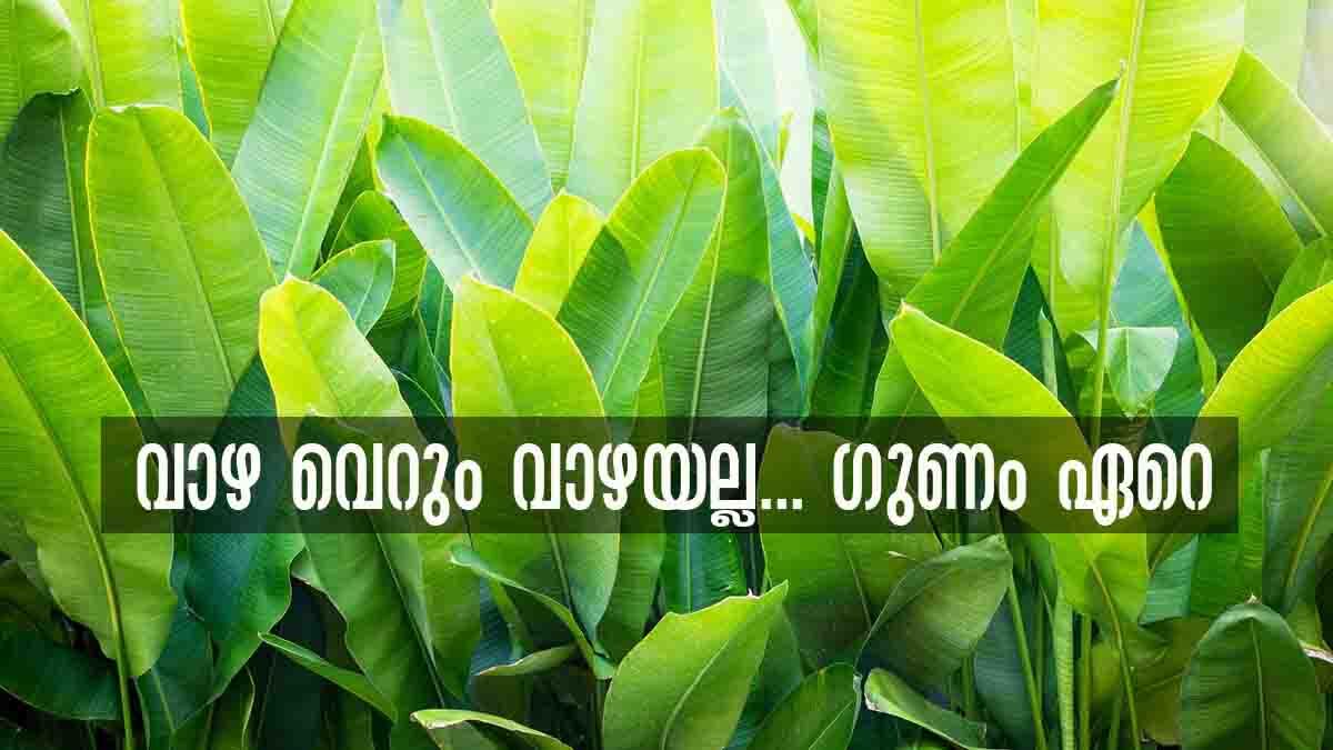 Here Is Some Vastu Tips For Banana Tree Vastu Tips വീട്ടില്