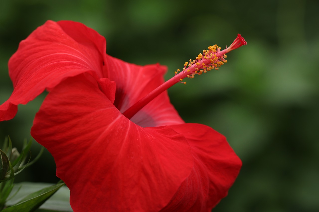 Vastu Tips Hibiscus Plant Direction As Per Vastu Vastu Tips