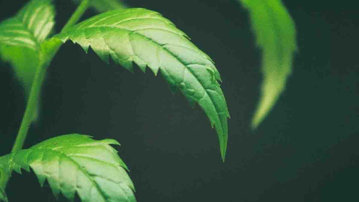 Vastu Tips Do You Know What Is The Neem Tree Direction As Per Vastu