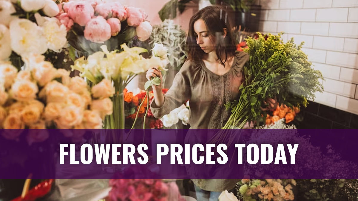 Rose Rate Today (18th Oct 2025), Rose Market Price in India - Oneindia