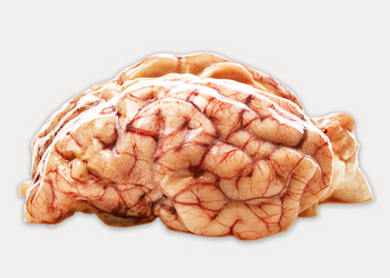 Brain